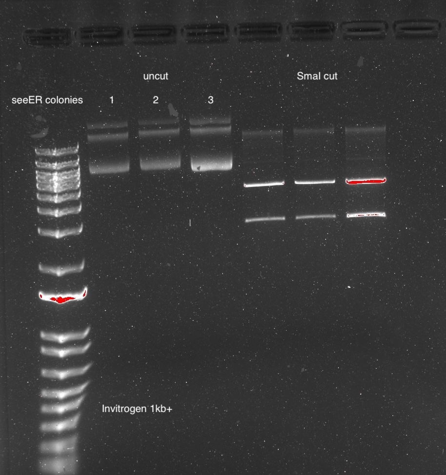 Agarose gel showing three uncut seeER colony plasmids and their corresponding SmaI digests with matching two-band patterns